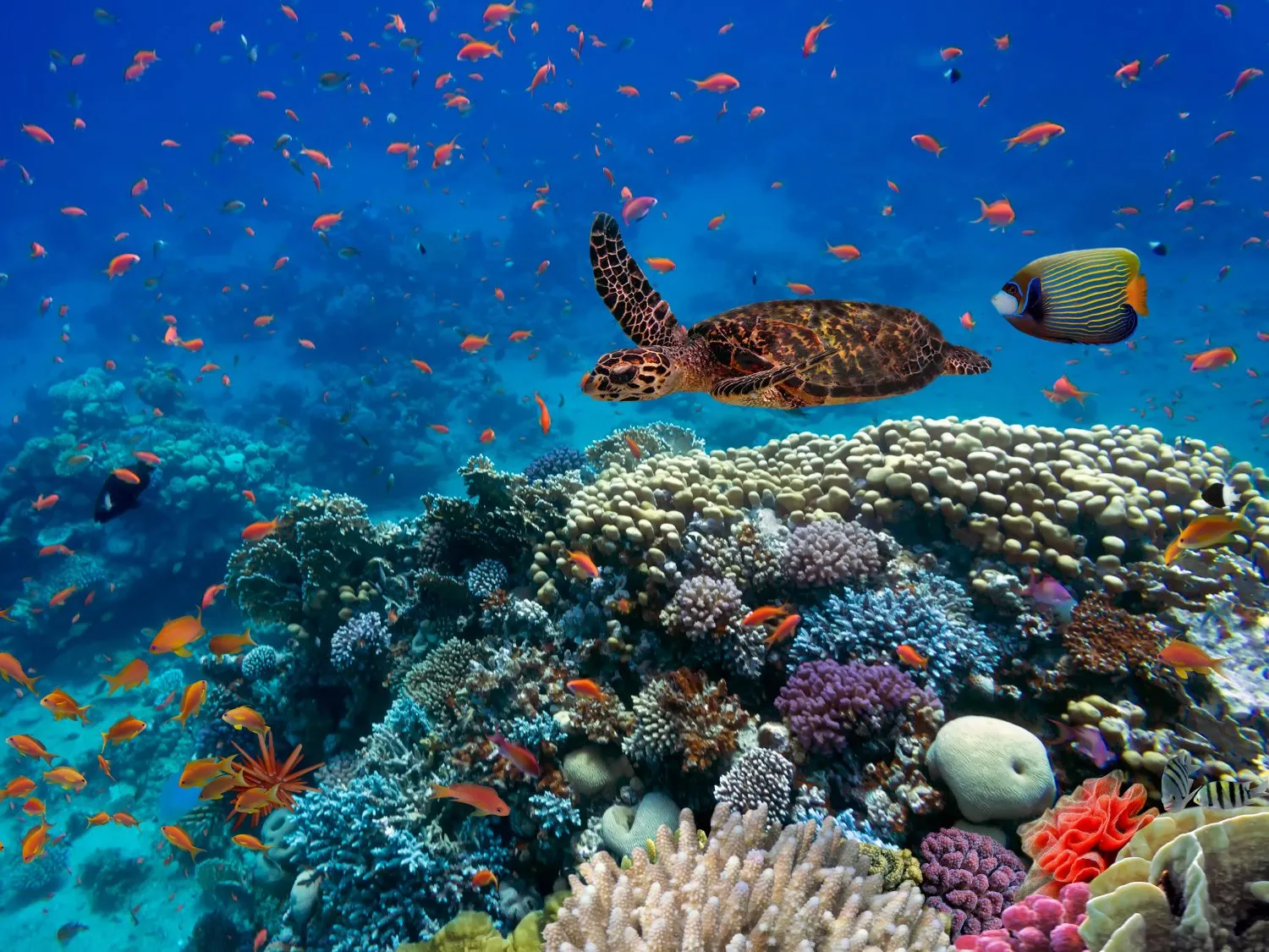 Tropical fish and turtle in the Red Sea