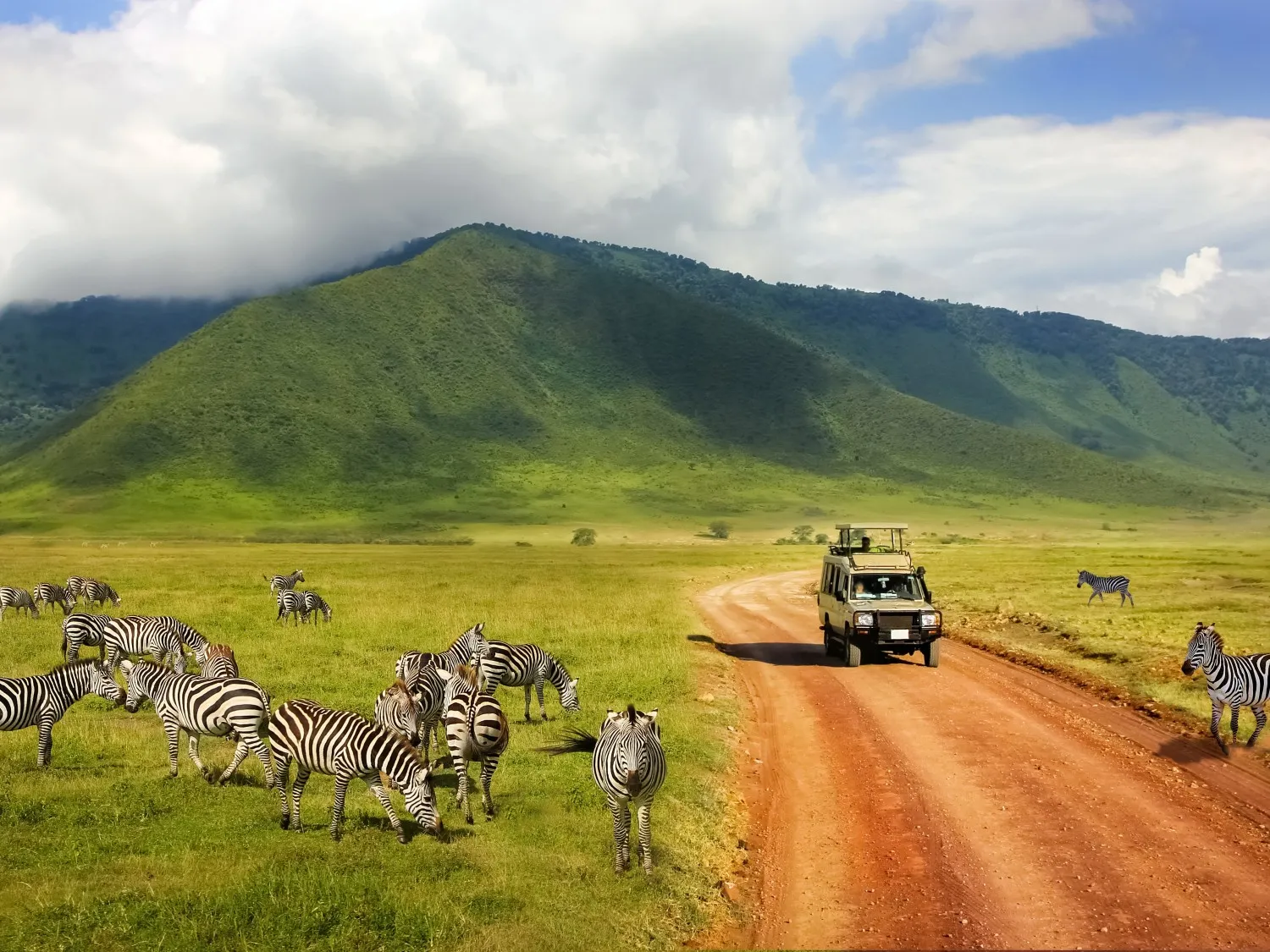 Tanzania zebras