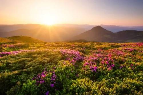 flowers field