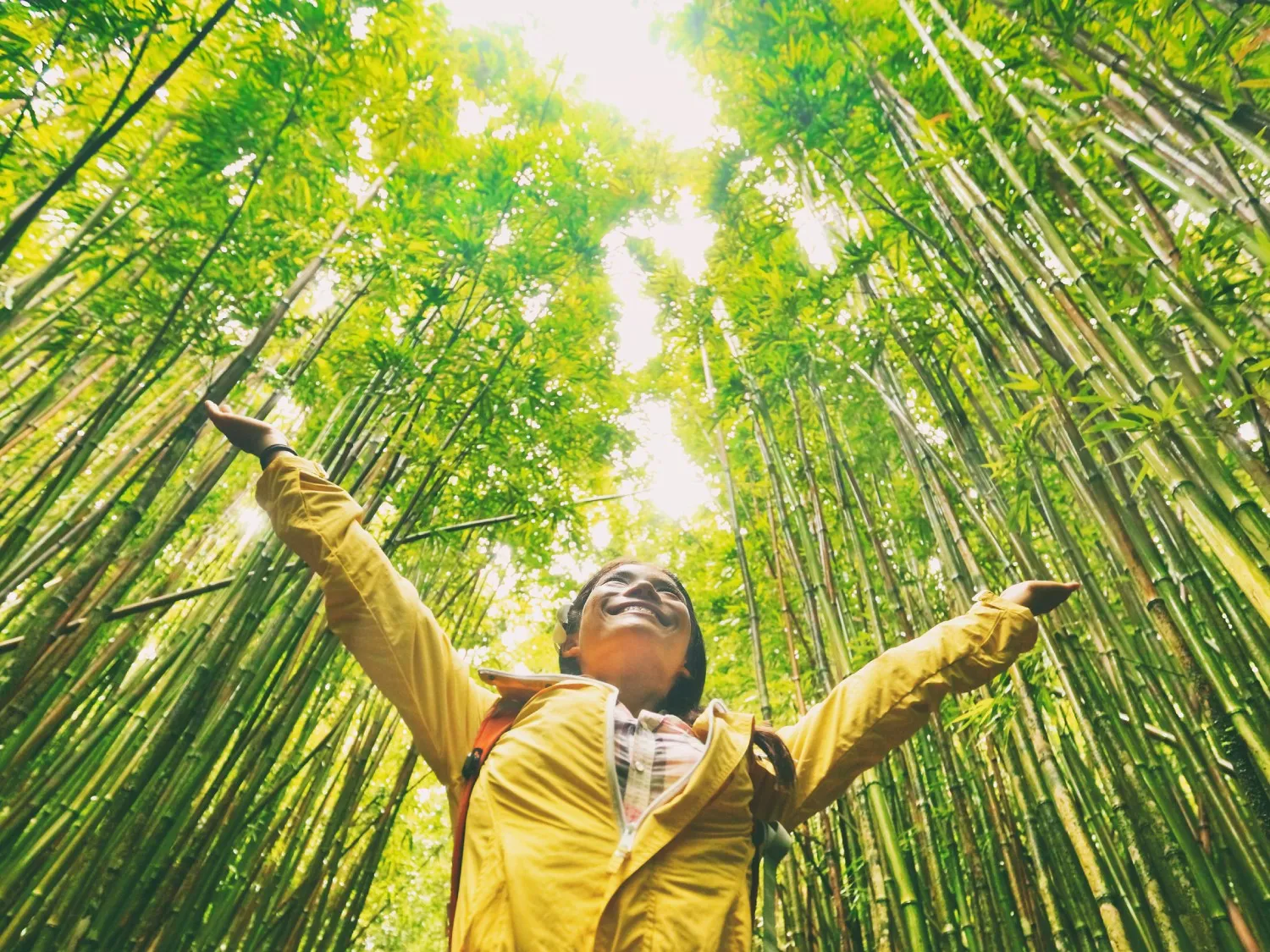 Tourist walking in bamboo forest