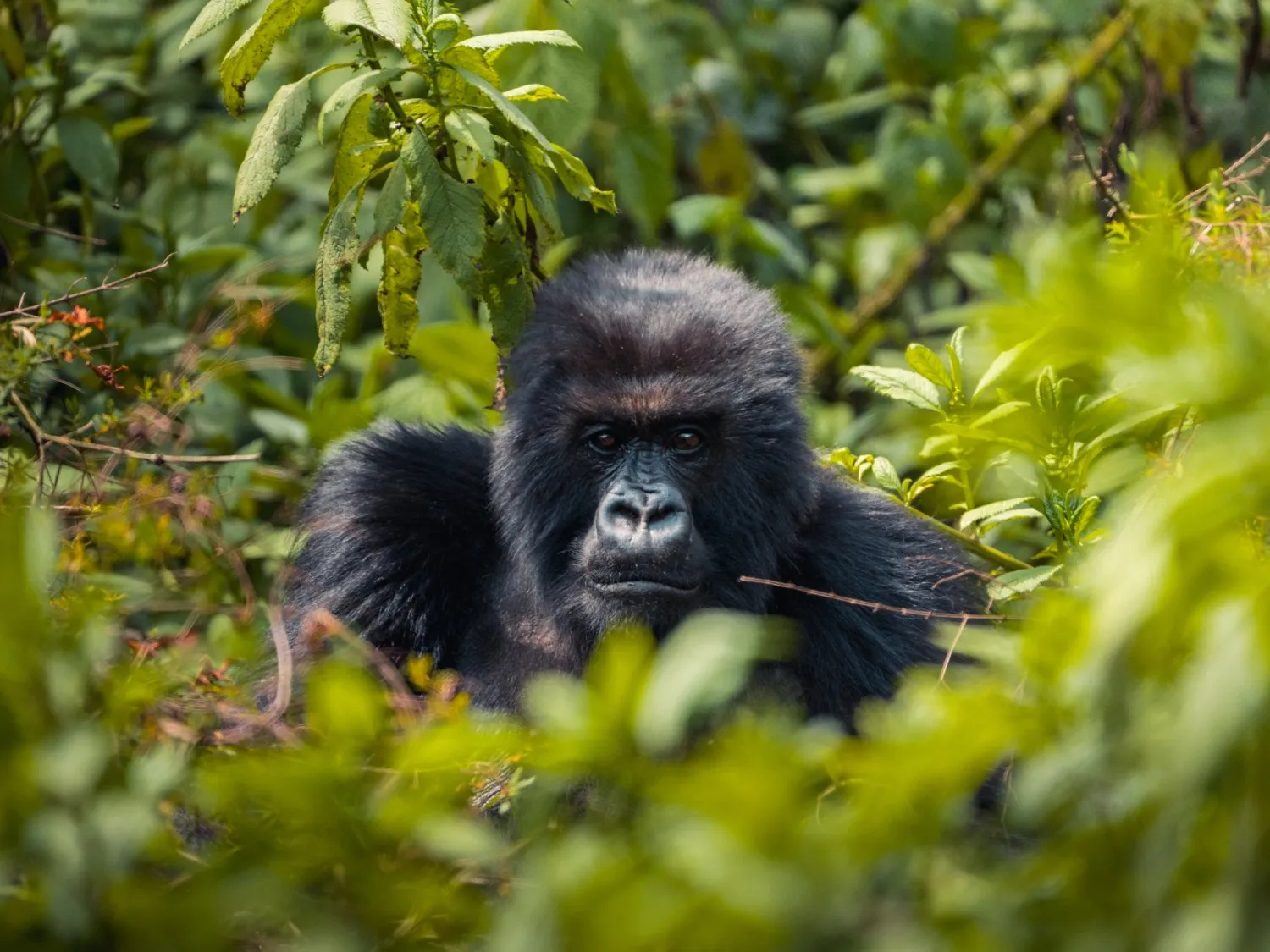 Gorilla in Rwanda Volcanoes National Park