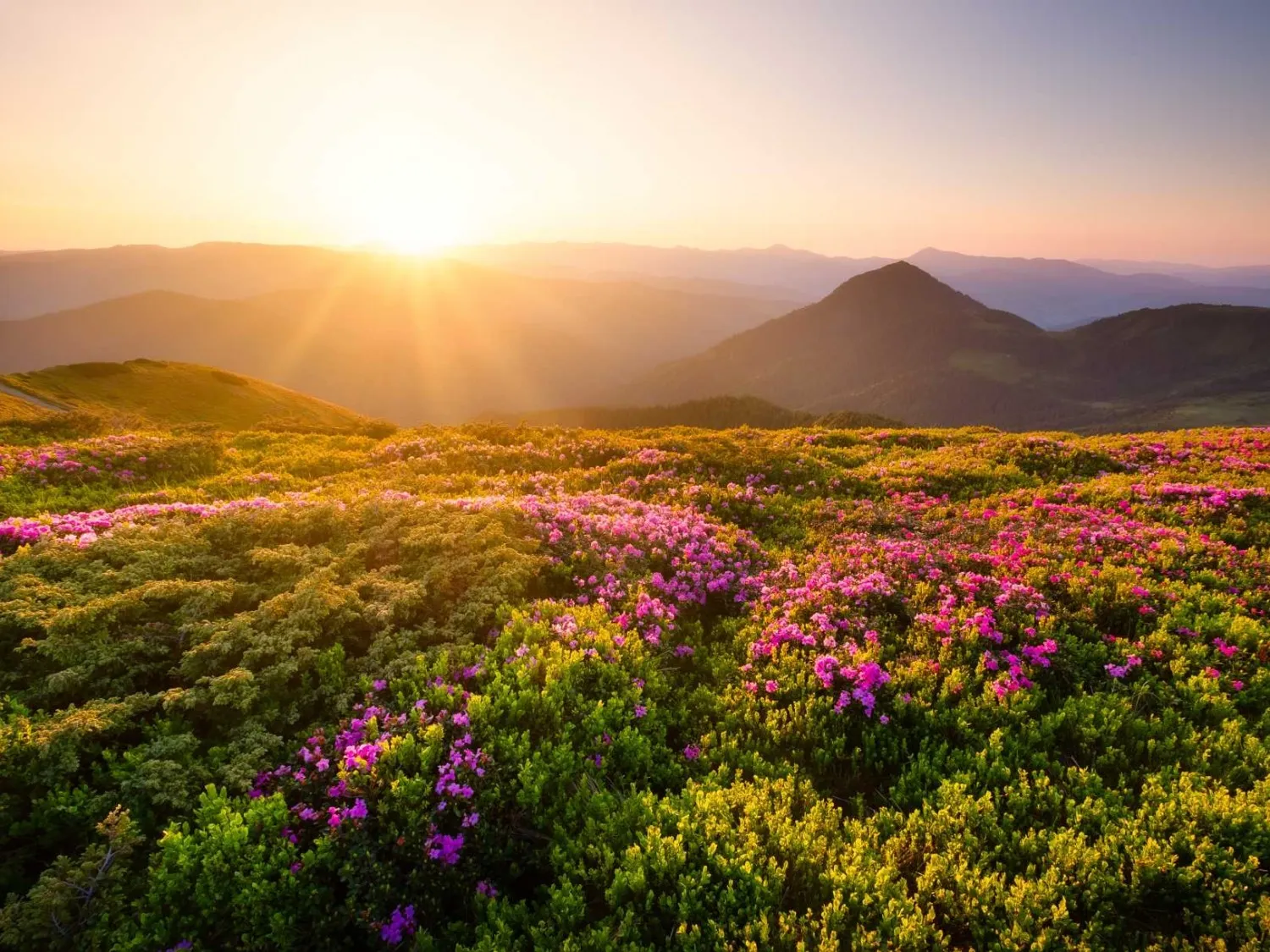 flowers field