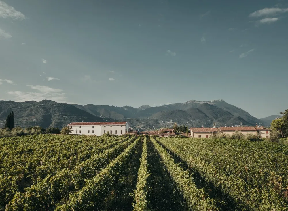 Italian vineyards
